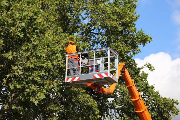 How Our Tree Care Process Works  in  Ivanhoe, CA