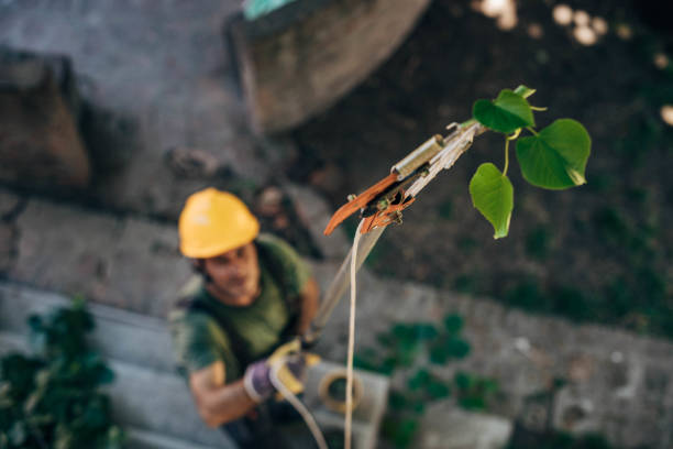 Reliable Ivanhoe, CA Tree Removal Solutions